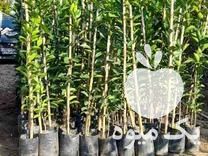 فروش نهال مرکبات در ساری در گروه خرید فروش نهال - انواع گردو پسته بادام سلطانی انگور در یکمیوه -عکس1