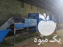 سورتینگ سایزینگ واکس پرتقال و انواع میوه در کلاچای در گروه خرید فروش عمده پرتقال - پرتقال رسمی تامسون خونی جنوب در یکمیوه -عکس1