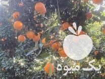 فروش عمده پرتقال و نارنگی پچ مرغوب سرباغ در ساری در گروه خرید فروش عمده نارنگی - ژاپنی بندر فروش عمده محصولات در یکمیوه -عکس1