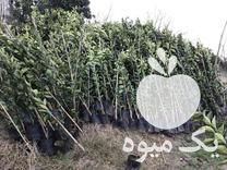 فروش نهال مرکبات در چابکسر در گروه خرید فروش نهال - انواع گردو پسته بادام سلطانی انگور در یکمیوه -عکس1