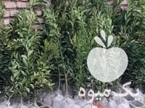 فروش انواع نهال مرکبات در نصرآباد در گروه خرید فروش نهال - انواع گردو پسته بادام سلطانی انگور در یکمیوه -عکس1