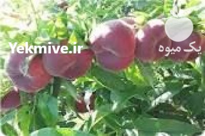 نهال پیوندی مثمرغیرمثم ر 1401 ir در بستان آباد در گروه خرید فروش نهال - انواع گردو پسته بادام سلطانی انگور در یکمیوه -عکس2