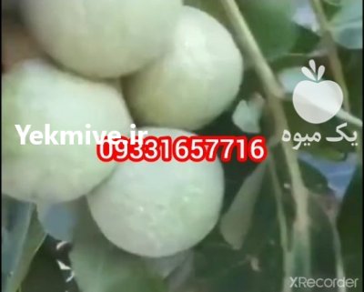 گردو خوشه کانادایی در ایلام در گروه خرید فروش نهال - انواع گردو پسته بادام سلطانی انگور در یکمیوه -عکس1