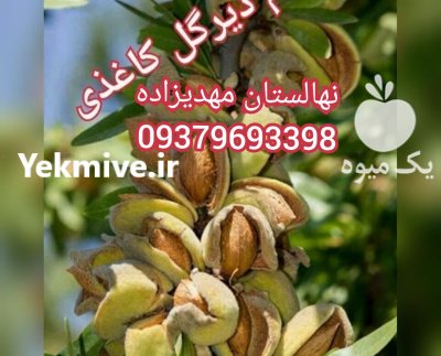بادام خوشه ای مهدیزاده در صوفیان در گروه خرید فروش نهال - انواع گردو پسته بادام سلطانی انگور در یکمیوه -عکس2