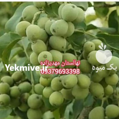 نهال گردو خوشه ای دیرگل مهدیزاده در اهر  در گروه خرید فروش نهال - انواع گردو پسته بادام سلطانی انگور در یکمیوه -عکس1