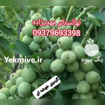 نهال گردو خوشه ای دیرگل مهدیزاده در اهر  در گروه خرید فروش نهال - انواع گردو پسته بادام سلطانی انگور در یکمیوه -عکس3