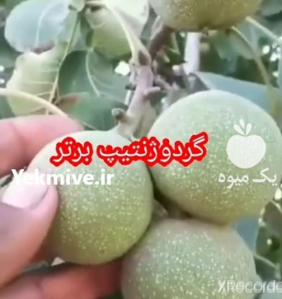 گردو خوشه ای و کوپه ای مهدی زا ده در بوکان در گروه خرید فروش نهال - انواع گردو پسته بادام سلطانی انگور در یکمیوه -عکس1