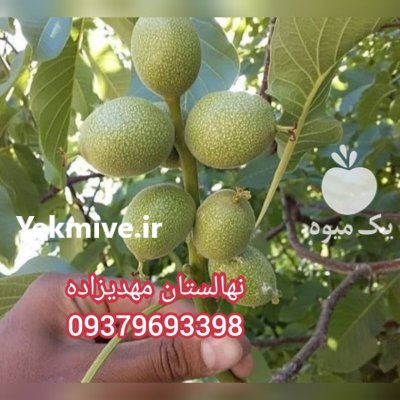 گردو خوشه ای و کوپه ای مهدی زا ده در بوکان در گروه خرید فروش نهال - انواع گردو پسته بادام سلطانی انگور در یکمیوه -عکس4