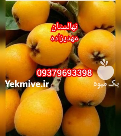 نهال پیوندی دوساله مهدیزاده در تهران در گروه خرید فروش نهال - انواع گردو پسته بادام سلطانی انگور در یکمیوه -عکس3