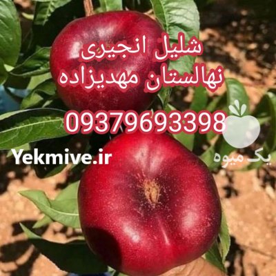 نهال انگور بادام هلو شلیل در خرمدره در گروه خرید فروش نهال - انواع گردو پسته بادام سلطانی انگور در یکمیوه -عکس4