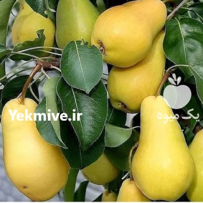 نهال صنوبر اسراعیلی ترک در گرماب در گروه خرید فروش نهال - انواع گردو پسته بادام سلطانی انگور در یکمیوه -عکس4