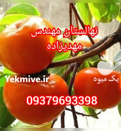 زردآلو پیوندی زودبازده مهدیزاده در بانه در گروه خرید فروش نهال - انواع گردو پسته بادام سلطانی انگور در یکمیوه -عکس3