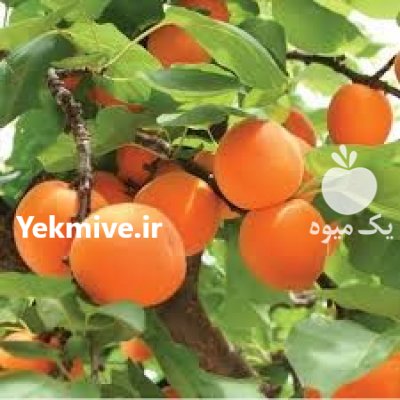 زردآلو پیوندی زودبازده مهدیزاده در بانه در گروه خرید فروش نهال - انواع گردو پسته بادام سلطانی انگور در یکمیوه -عکس4