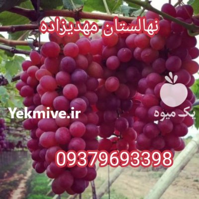 انگورکشمش بیدانه سفید و قرمز در بیجار در گروه خرید فروش نهال - انواع گردو پسته بادام سلطانی انگور در یکمیوه -عکس1
