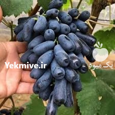 انگورکشمش بیدانه سفید و قرمز در بیجار در گروه خرید فروش نهال - انواع گردو پسته بادام سلطانی انگور در یکمیوه -عکس2