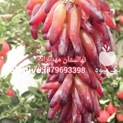 انگورکشمش بیدانه سفید و قرمز در بیجار در گروه خرید فروش نهال - انواع گردو پسته بادام سلطانی انگور در یکمیوه -عکس3