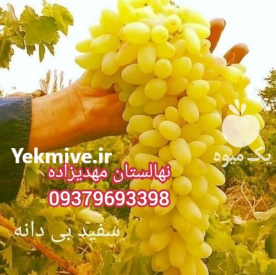 انگورکشمش بیدانه سفید و قرمز در بیجار در گروه خرید فروش نهال - انواع گردو پسته بادام سلطانی انگور در یکمیوه -عکس4