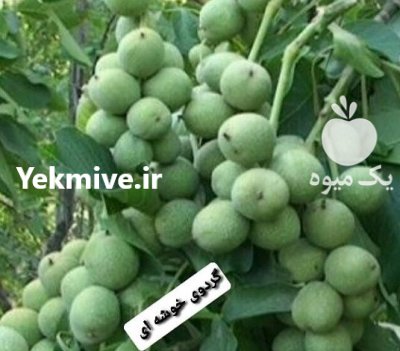 نهال گردو خوشه ای دیر گل مهدیزاده در دهگلان در گروه خرید فروش نهال - انواع گردو پسته بادام سلطانی انگور در یکمیوه -عکس3
