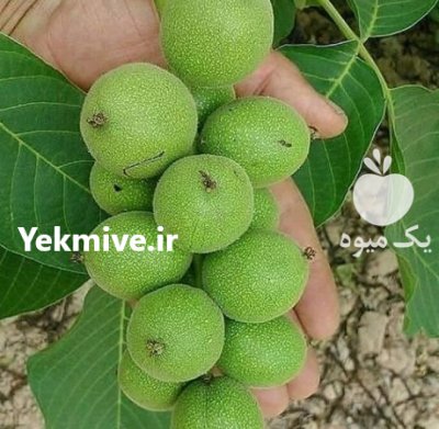 نهال گردو خوشه ای دیر گل مهدیزاده در دهگلان در گروه خرید فروش نهال - انواع گردو پسته بادام سلطانی انگور در یکمیوه -عکس4