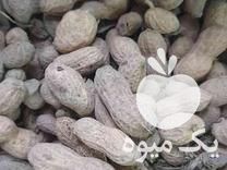فروش بادام زمینی آفتاب خشک در مینودشت در گروه بادام - درختی کوهی زمینی فروش عمده در یکمیوه -عکس1