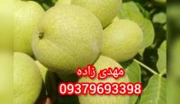 نهال های پیوندی مرغوب ir 1401 در کرج در گروه خرید فروش نهال - انواع گردو پسته بادام سلطانی انگور در یکمیوه