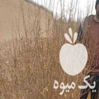 فروش نهال انار و بادام شهرضا در مزرعه در اصفهان در گروه خرید فروش نهال - انواع گردو پسته بادام سلطانی انگور در یکمیوه