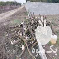 خریدار چوب های تخریبی ساختمان در جویبار در گروه خرید فروش عمده چوب و زغال- زغال چوب گردو تبریزی خام در یکمیوه