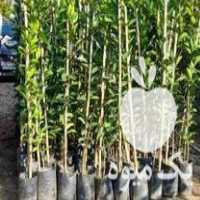 فروش نهال مرکبات در ساری در گروه خرید فروش نهال - انواع گردو پسته بادام سلطانی انگور در یکمیوه