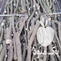 فروش چوب مرکبات در جهرم در گروه خرید فروش عمده چوب و زغال- زغال چوب گردو تبریزی خام در یکمیوه