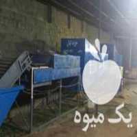 سورتینگ سایزینگ واکس پرتقال و انواع میوه در کلاچای در گروه خرید فروش عمده پرتقال - پرتقال رسمی تامسون خونی جنوب در یکمیوه