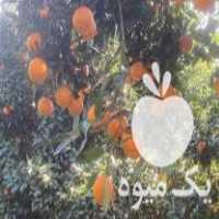 فروش عمده پرتقال و نارنگی پچ مرغوب سرباغ در ساری در گروه خرید فروش عمده نارنگی - ژاپنی بندر فروش عمده محصولات در یکمیوه