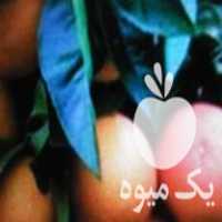 نارنگی تامسون خونی سردرخت به فروش میرسد در ساری در گروه خرید فروش عمده نارنگی - ژاپنی بندر فروش عمده محصولات در یکمیوه