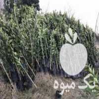 فروش نهال مرکبات ️ در قائم شهر در گروه خرید فروش نهال - انواع گردو پسته بادام سلطانی انگور در یکمیوه