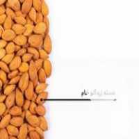 فروش هسته زرد آلو در مراغه در گروه خرید فروش عمده زردآلو - شاهرودی بادامی شکرپاره نصیری در یکمیوه