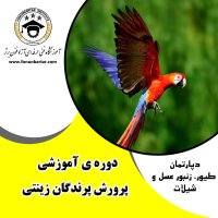 آموزش پرورش پرنده های زینتی در اصفهان در گروه انواع پرنده - زینتی عروس هما مینا طوطی مرغ عشق در یکمیوه