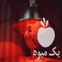 فروش انواع لامپ مادون قرمز در الیگودرز در گروه خرید فروش تجهیزات گلخانه - صنعتی خانگی هوشمند دست دوم در یکمیوه