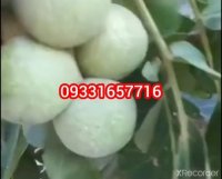 گردو خوشه کانادایی در ایلام در گروه خرید فروش نهال - انواع گردو پسته بادام سلطانی انگور در یکمیوه