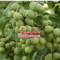 نهال گردو خوشه ای دیرگل مهدیزاده در اهر  در گروه خرید فروش نهال - انواع گردو پسته بادام سلطانی انگور در یکمیوه