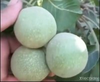 نهال گردو خوشه ای کانادایی دیرگل در اشنویه در گروه خرید فروش نهال - انواع گردو پسته بادام سلطانی انگور در یکمیوه