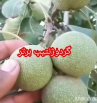گردو خوشه ای و کوپه ای مهدی زا ده در بوکان در گروه خرید فروش نهال - انواع گردو پسته بادام سلطانی انگور در یکمیوه