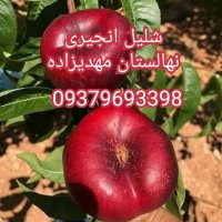 نهال پیوندی دوساله مهدیزاده در تهران در گروه خرید فروش نهال - انواع گردو پسته بادام سلطانی انگور در یکمیوه