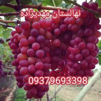 انگورکشمش بیدانه سفید و قرمز در بیجار در گروه خرید فروش نهال - انواع گردو پسته بادام سلطانی انگور در یکمیوه