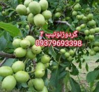 نهال گردو خوشه ای دیر گل مهدیزاده در دهگلان در گروه خرید فروش نهال - انواع گردو پسته بادام سلطانی انگور در یکمیوه