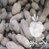 فروش بادام زمینی آفتاب خشک در مینودشت در گروه بادام - درختی کوهی زمینی فروش عمده در یکمیوه