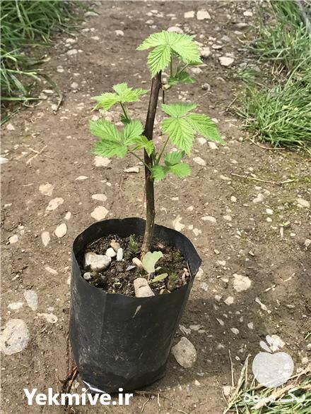 فروش نهال تمشک اصلاح شده در رامسر در گروه خرید فروش نهال - انواع گردو پسته بادام سلطانی انگور در یکمیوه -عکس1