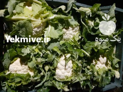 فروش گل کلم درجه یک صادراتی در ترکالکی در گروه خرید فروش عمده گل کلم - سفید بنفش شور ترشی در یکمیوه -عکس1