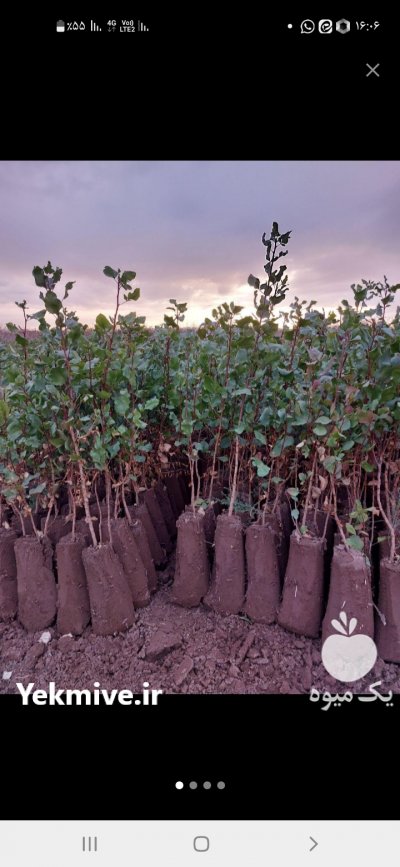 فروش نهال پسته گلبری درجه یک در شیراز در گروه خرید فروش نهال - انواع گردو پسته بادام سلطانی انگور در یکمیوه