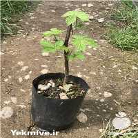 فروش نهال تمشک اصلاح شده در رامسر در گروه خرید فروش نهال - انواع گردو پسته بادام سلطانی انگور در یکمیوه