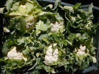 فروش گل کلم درجه یک صادراتی در ترکالکی در گروه خرید فروش عمده گل کلم - سفید بنفش شور ترشی در یکمیوه