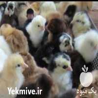 فروش جوجه مرغ بومی در آمل در گروه مرغ و خروس و بوقلمون و اردک قو قاز در یکمیوه